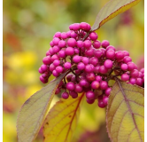 Callicarpa bodinieri Profusion - hauteur totale 100+ cm - pot Ø 21 cm