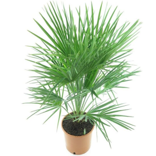 Chamaerops humilis - Hauteur totale 100-120 cm - pot Ø 27 cm