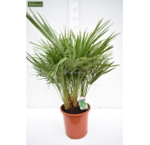 Chamaerops humilis - Hauteur totale 100-120 cm - pot Ø 27 cm