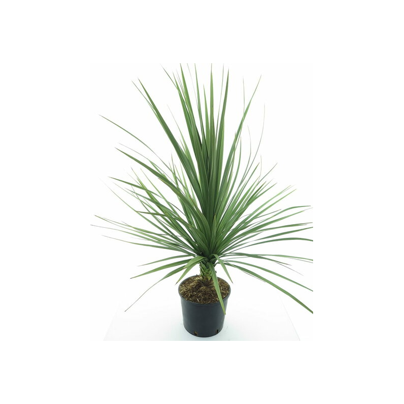 Cordyline australis - pot Ø 26 cm