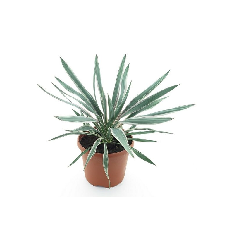 Yucca gloriosa Silver - hauteur totale 60-80 cm - pot Ø 26 cm