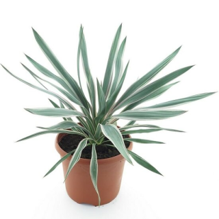 Yucca gloriosa Silver - hauteur totale 60-80 cm - pot Ø 26 cm