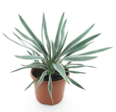 Yucca gloriosa Silver - hauteur totale 60-80 cm - pot Ø 26 cm