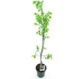 Diospyros kaki Nikita's Gift - hauteur totale 80-100 cm - pot Ø 17 cm