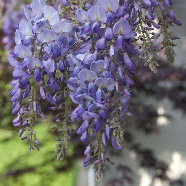 Wisteria floribunda Violacea Plena - hauteur totale 80+ cm - pot Ø 22 cm