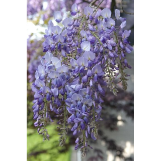 Wisteria floribunda Violacea Plena - hauteur totale 80+ cm - pot Ø 22 cm