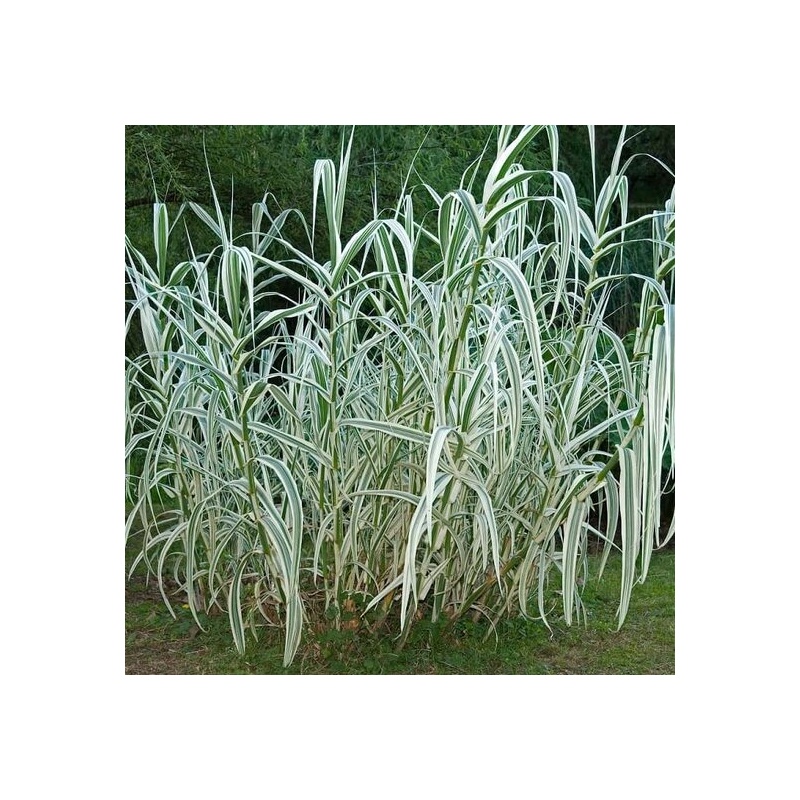 Arundo donax Variegata Compact Ely - pot Ø 19 cm