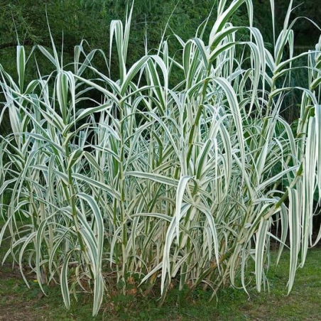 Arundo donax Variegata Compact Ely - pot Ø 19 cm