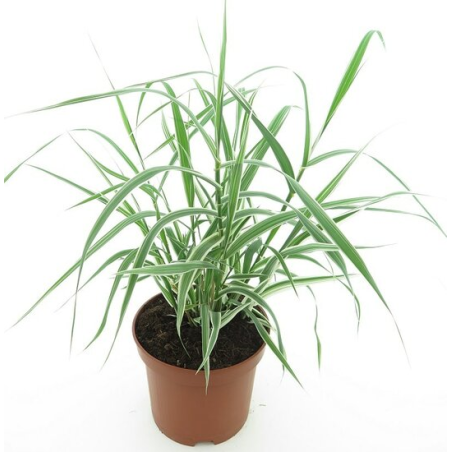 Arundo donax Variegata Compact Ely - pot Ø 19 cm