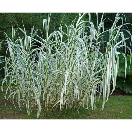 Arundo donax Variegata Compact Ely - pot Ø 19 cm