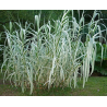 Arundo donax Variegata Compact Ely - pot Ø 19 cm