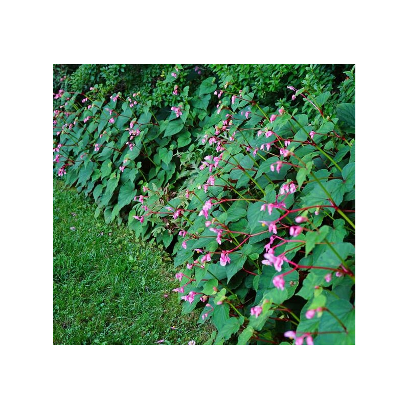 Begonia grandis - pot Ø 19 cm