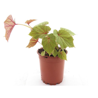 Begonia grandis - pot Ø 19 cm