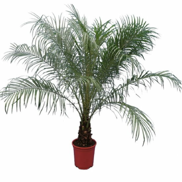 Phoenix roebelenii XL - tronc 30-40 cm - hauteur totale 160-180 cm - pot Ø 27 cm