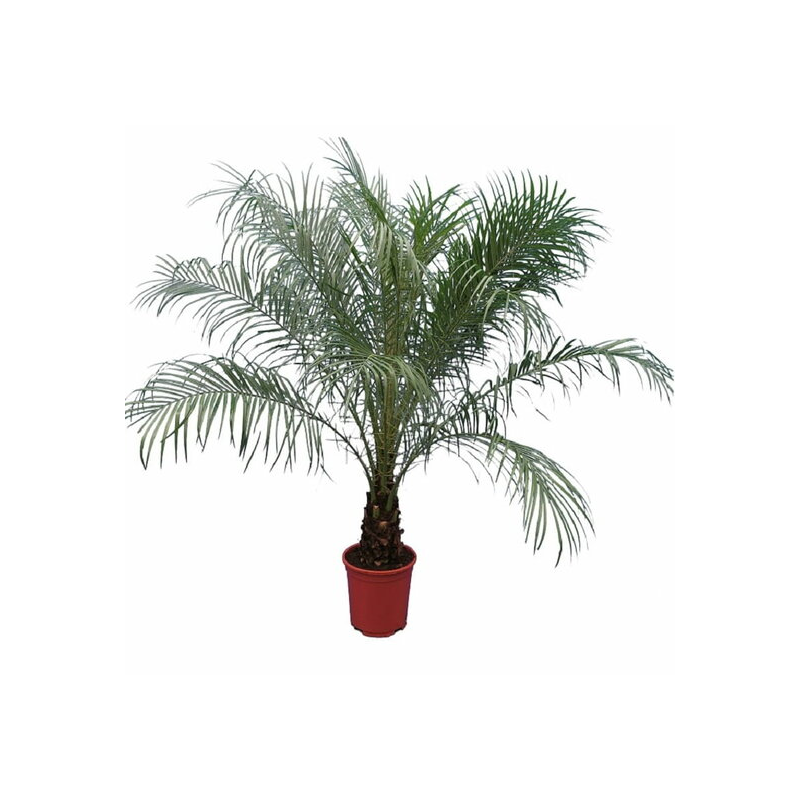 Phoenix roebelenii XL - tronc 30-40 cm - hauteur totale 160-180 cm - pot Ø 27 cm