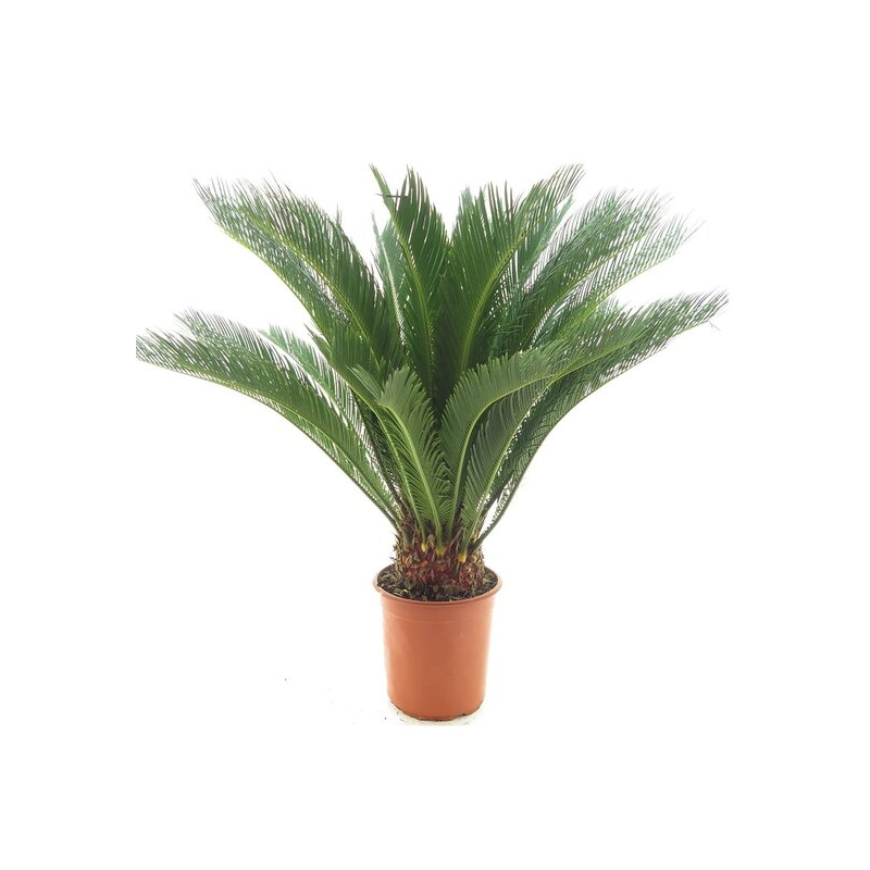 Cycas revoluta - tronc 15-20 cm - hauteur totale 70-90 cm - pot Ø 22 cm