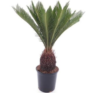 Cycas revoluta - tronc 15-20 cm - hauteur totale 70-90 cm - pot Ø 22 cm