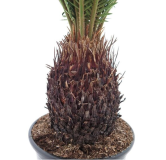 Cycas revoluta - tronc 15-20 cm - hauteur totale 70-90 cm - pot Ø 22 cm