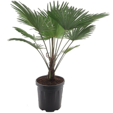 Trachycarpus wagnerianus Frosty - hauteur totale 110-130 cm - pot Ø 32 cm