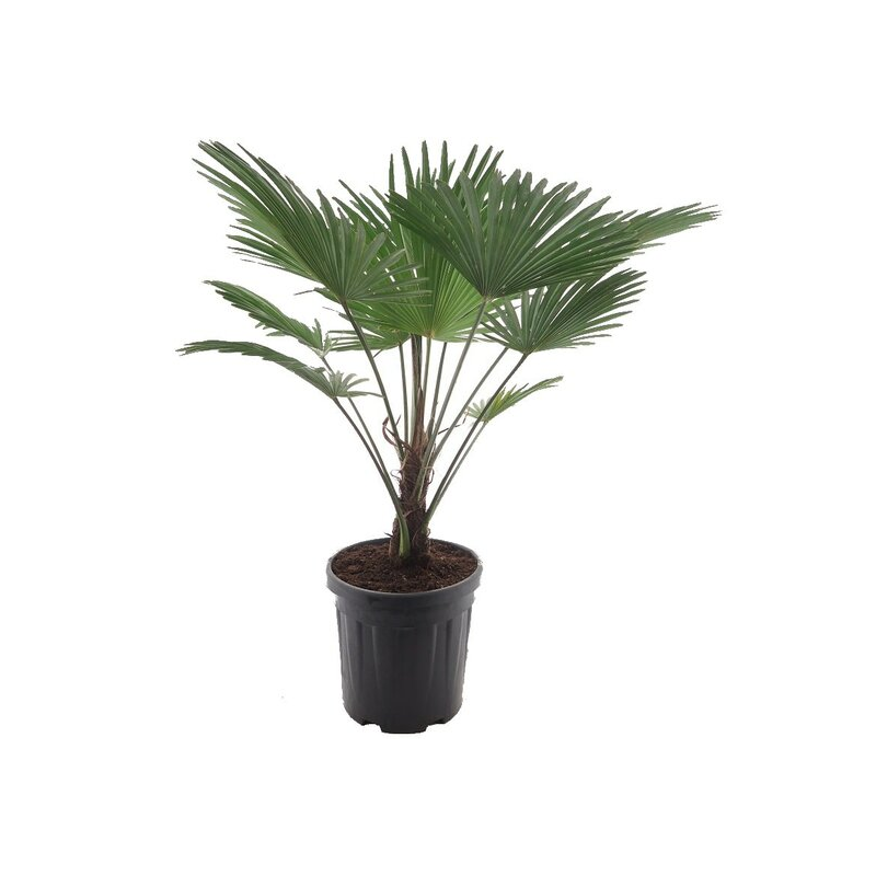 Trachycarpus wagnerianus Frosty - hauteur totale 110-130 cm - pot Ø 32 cm