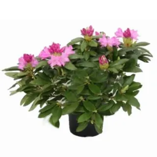 Rhododendron Roseum Elegans - hauteur totale 50-60 cm - pot 5 ltr