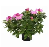 Rhododendron Roseum Elegans - hauteur totale 50-60 cm - pot 5 ltr