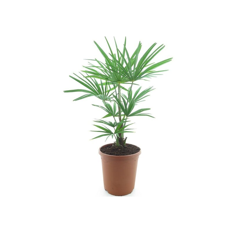 Trachycarpus fortunei Frosty - hauteur totale 80-100 cm - pot Ø 26 cm