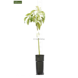 Persea americana - hauteur totale 100-120 cm - pot Ø 18