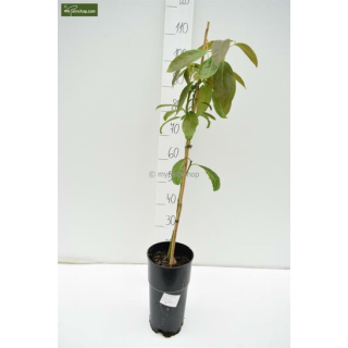 Persea americana - hauteur totale 100-120 cm - pot Ø 18