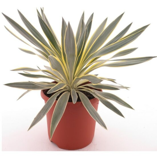 Yucca gloriosa Citrus - pot Ø 26 cm