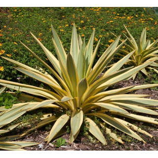 Yucca gloriosa Citrus - pot Ø 26 cm