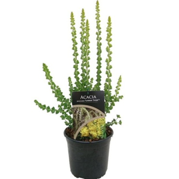 Acacia pravissima Lemon Twist - pot Ø 17 cm