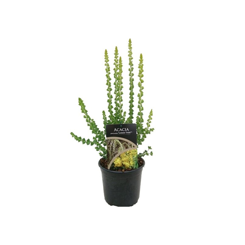 Acacia pravissima Lemon Twist - pot Ø 17 cm