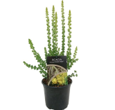 Acacia pravissima Lemon Twist - pot Ø 17 cm