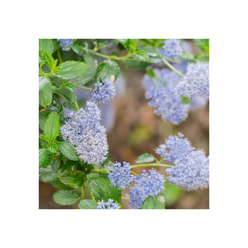 Ceanothus thyrsiflorus Skylark - pot Ø 17 cm