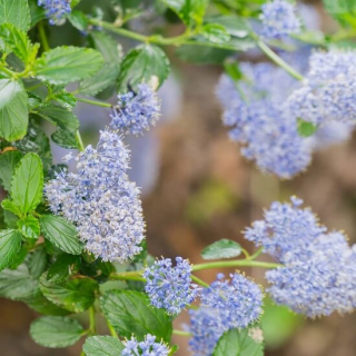 Ceanothus thyrsiflorus Skylark - pot Ø 17 cm