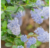 Ceanothus thyrsiflorus Skylark - pot Ø 17 cm