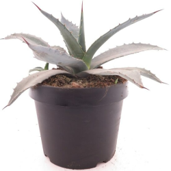 Agave franzosinii - pot Ø 22 cm