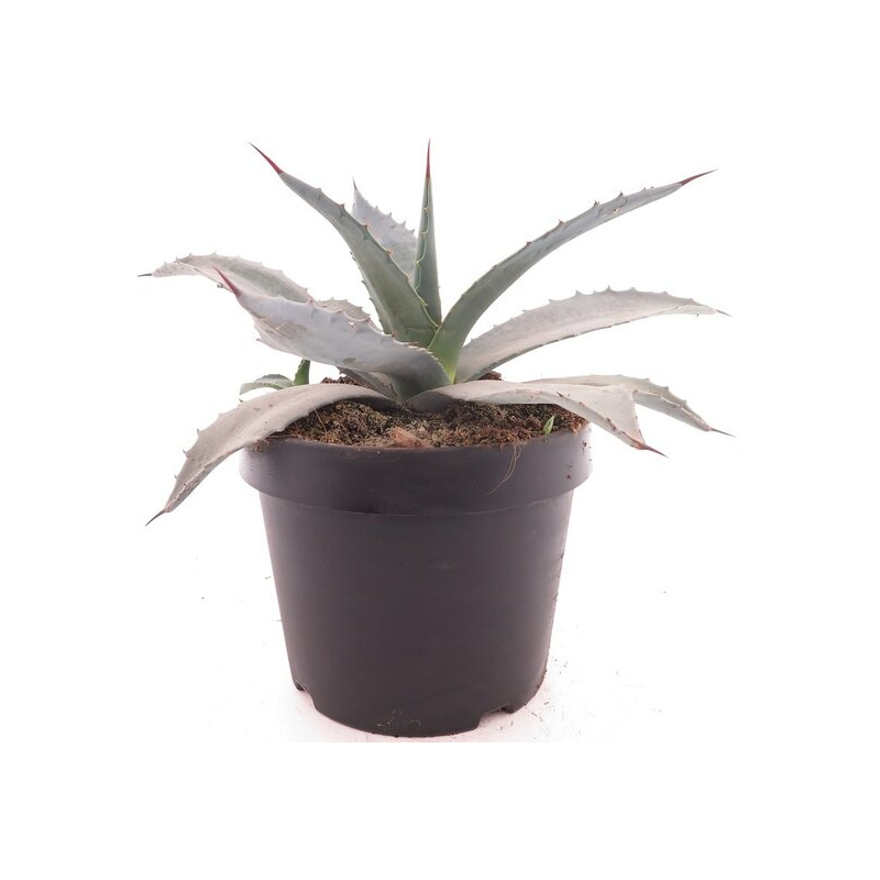 Agave franzosinii - pot Ø 22 cm