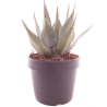 Agave neomexicana - pot Ø 22 cm