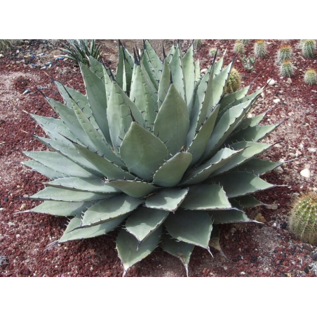 Agave neomexicana - pot Ø 22 cm