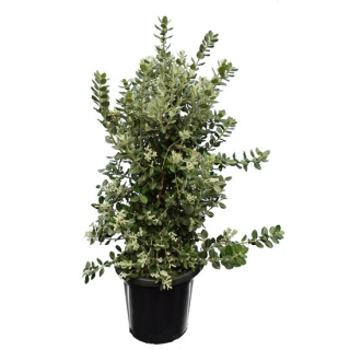 Metrosideros excelsa - pot Ø 38 cm