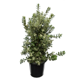 Metrosideros excelsa - pot Ø 38 cm