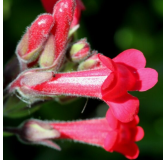 Galvezia speciosa - pot Ø 24 cm