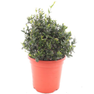 Jasminum glaucum - pot Ø 25 cm