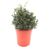 Jasminum glaucum - pot Ø 25 cm