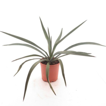 Yucca torreyi - pot Ø 21 cm