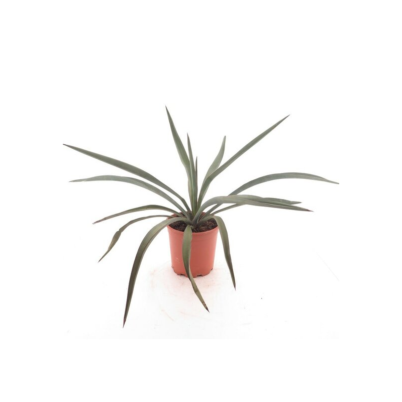 Yucca torreyi - pot Ø 21 cm