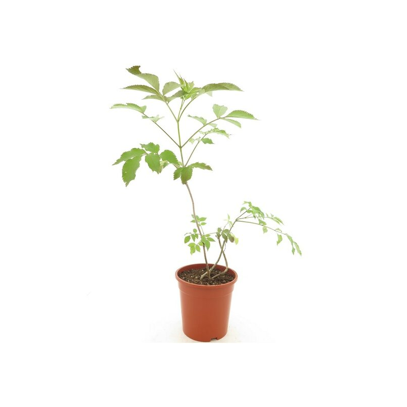 Sambucus nigra Chocolate Marzipan - pot Ø 21 cm