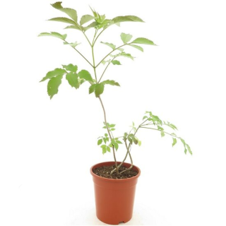 Sambucus nigra Chocolate Marzipan - pot Ø 21 cm